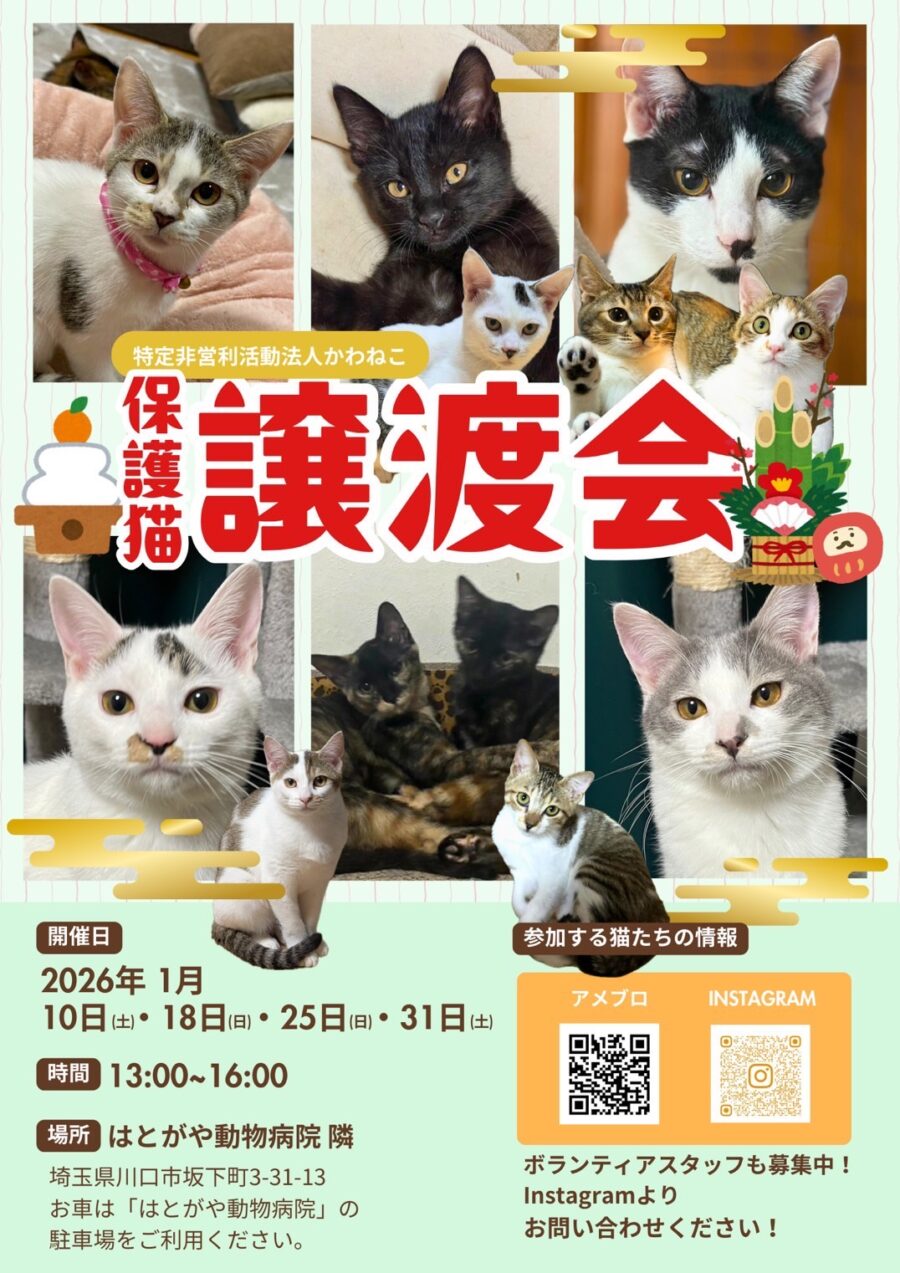 はとがや動物病院隣保護猫譲渡会チラシ