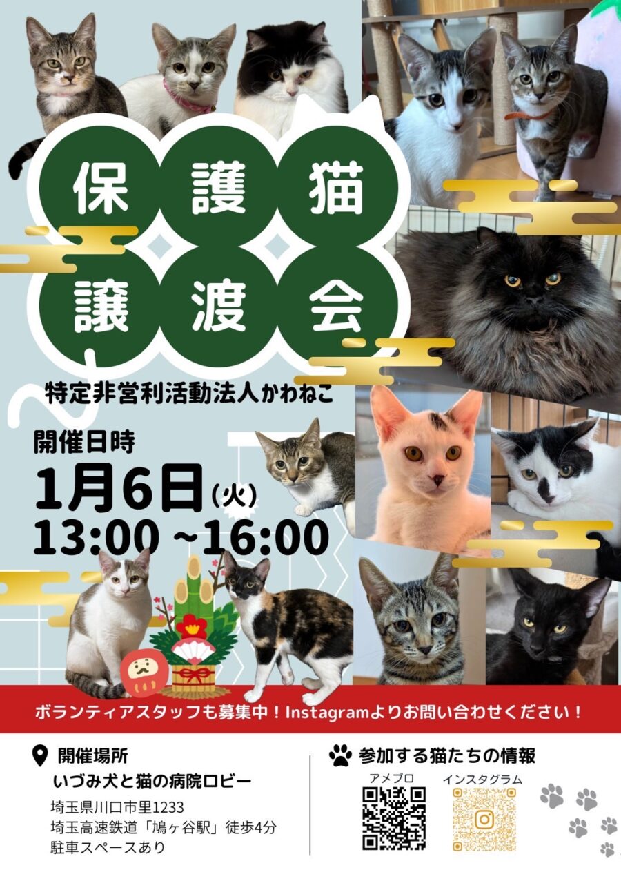 いづみ犬と猫の病院ロビー保護猫譲渡会チラシ