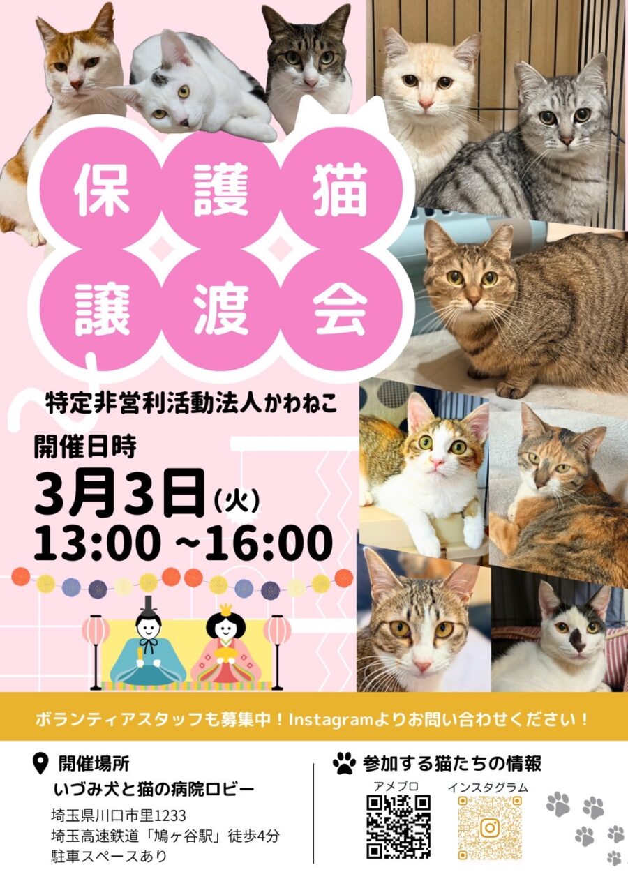 いづみ犬と猫の病院ロビー保護猫譲渡会チラシ